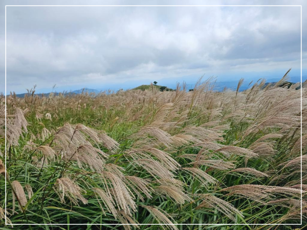 황매산국립공원 억새 이미지/ 출처: 황매산국립공원 홈페이지