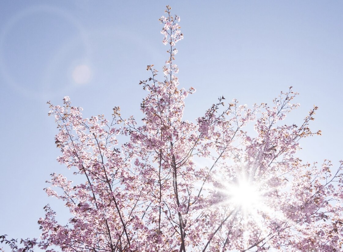 제천 청풍호 벚꽃축제 일정 프로그램