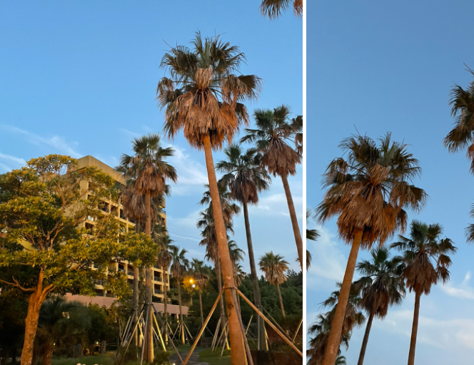 제주 중문 호텔 부영 호텔 입구의 야자수