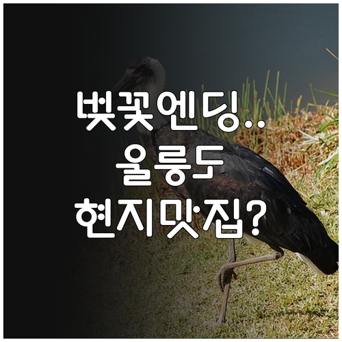 2026년 울릉도 벚꽃 축제 일정 및..