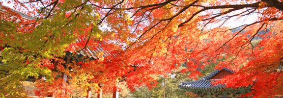 단풍여행 단풍트레킹 당일버스 여행