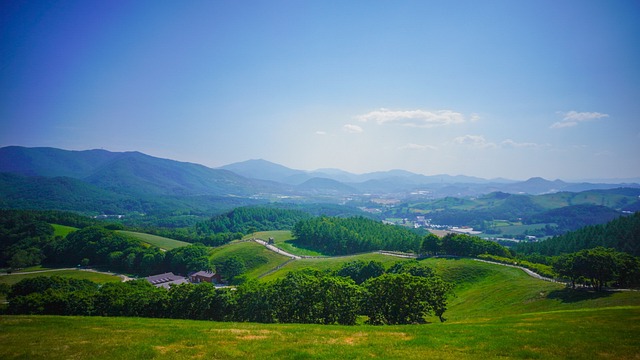 대관령 여름 모습