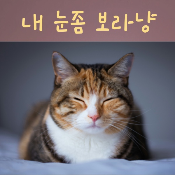 눈을 찡그리고 있는 고양이 사진