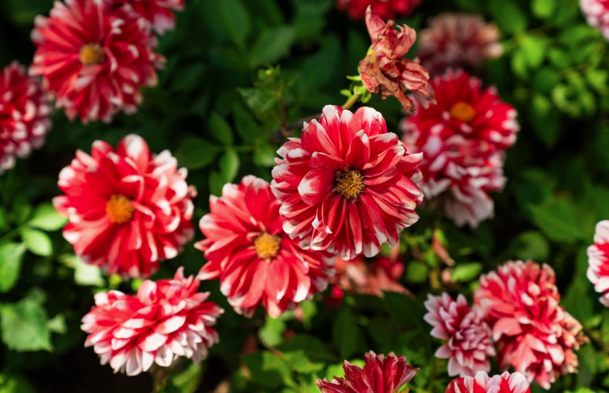 사진출처=고양국제꽃박람회 인스타그램