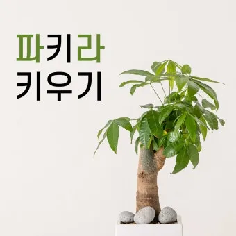 파키라 키우기 분갈이 뿌리관리 물주기간격 쉬운 관리법_6