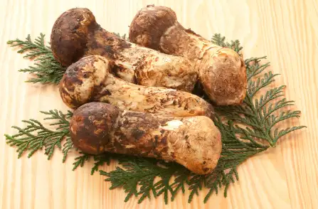 자연산 송이버섯 가격 및 시세&amp;#44; 효능 효과