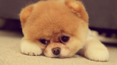 혼난후 시무룩한 표정의 강아지사진