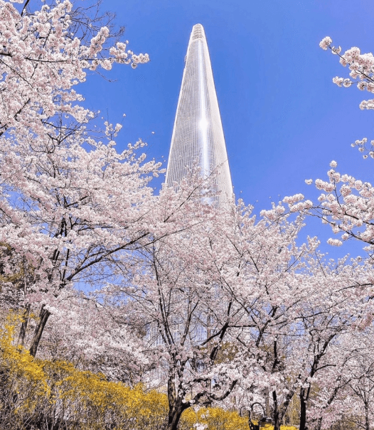석촌호수벚꽃