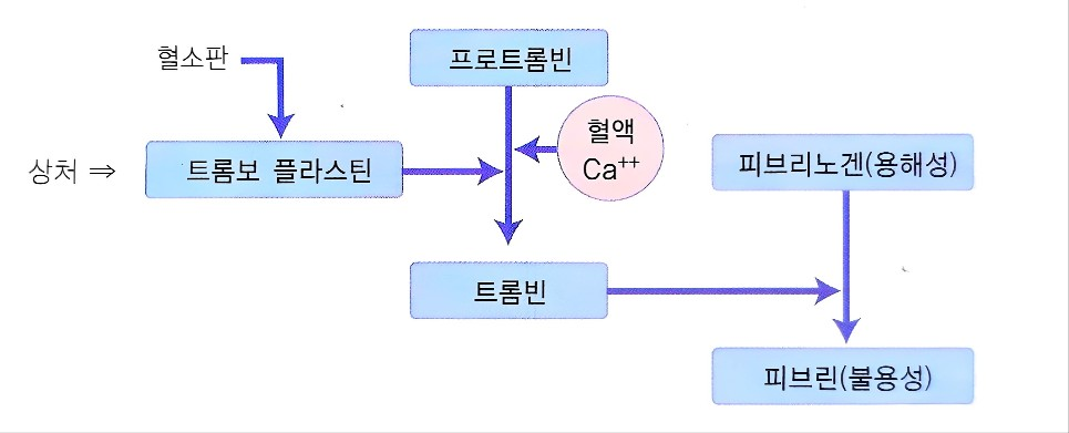 혈액의 응고 과정