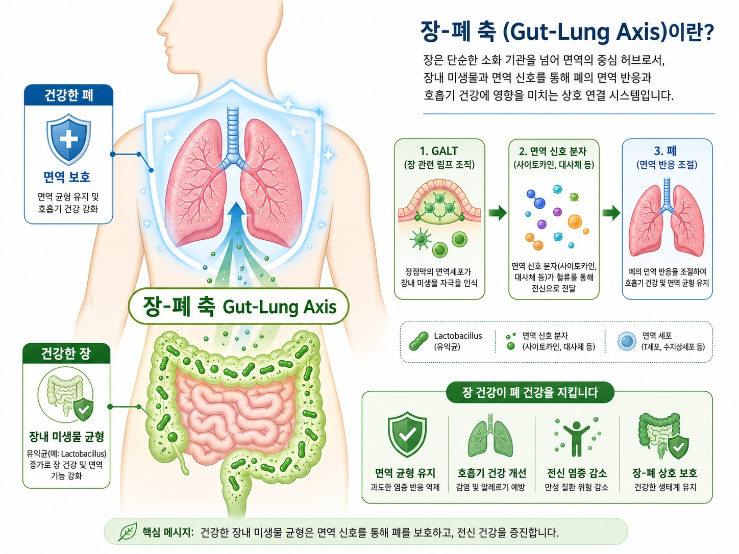 장폐축-gut-lung-axis-면역력-유산균-장면역-일러스트
