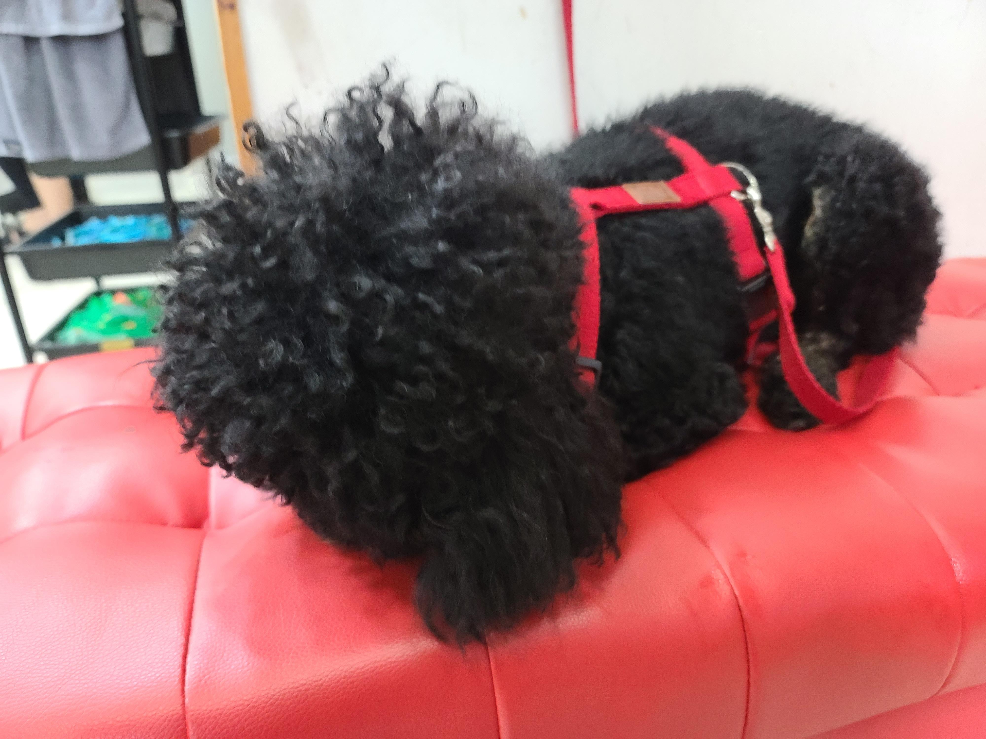 나는야 9마리 껌딱지랑 함께 사는 집사 (feat.블랙푸들 연탄이)