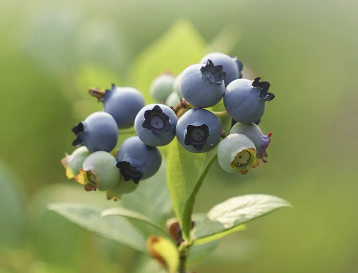 산들블루베리