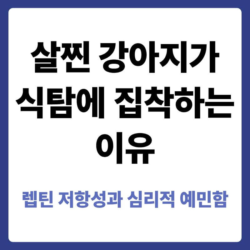 비만 반려견의 지방 세포에서 분비되는 렙틴 호르몬이 뇌 시상하부에 도달하지 못해 발생하는 렙틴 저항성과, 이로 인한 지속적인 허기 및 심리적 불안정의 원리를 설명하는 안내 이미지