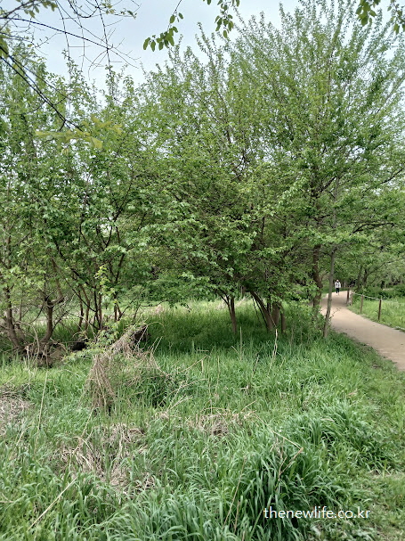 푸른 잔디 위에 둘러싸인 뽕나무 – 뽕잎 효능을 정리하는 마지막 장면에 어울리는 평온한 자연 이미지