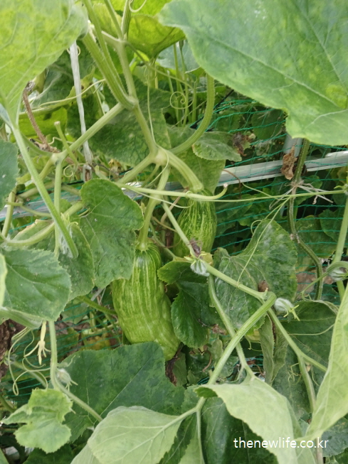 줄기에 매달린 줄무늬 애호박-애호박 효능의 시력 보호와 눈 건강 관련된 실물 사진 (3)