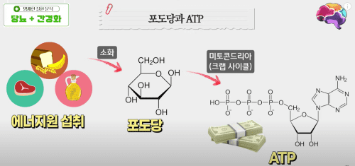 간경화와 당뇨의 합병증, 어떻게 극복할까?