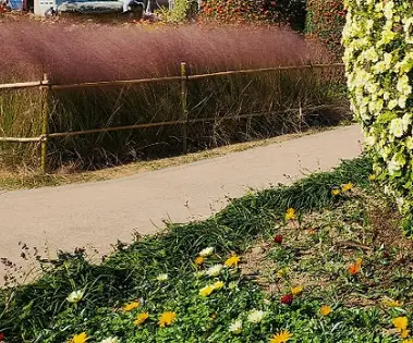 제19회 거제섬꽃축제 2025 – 국화향기 속으로 떠나는 섬의 가을