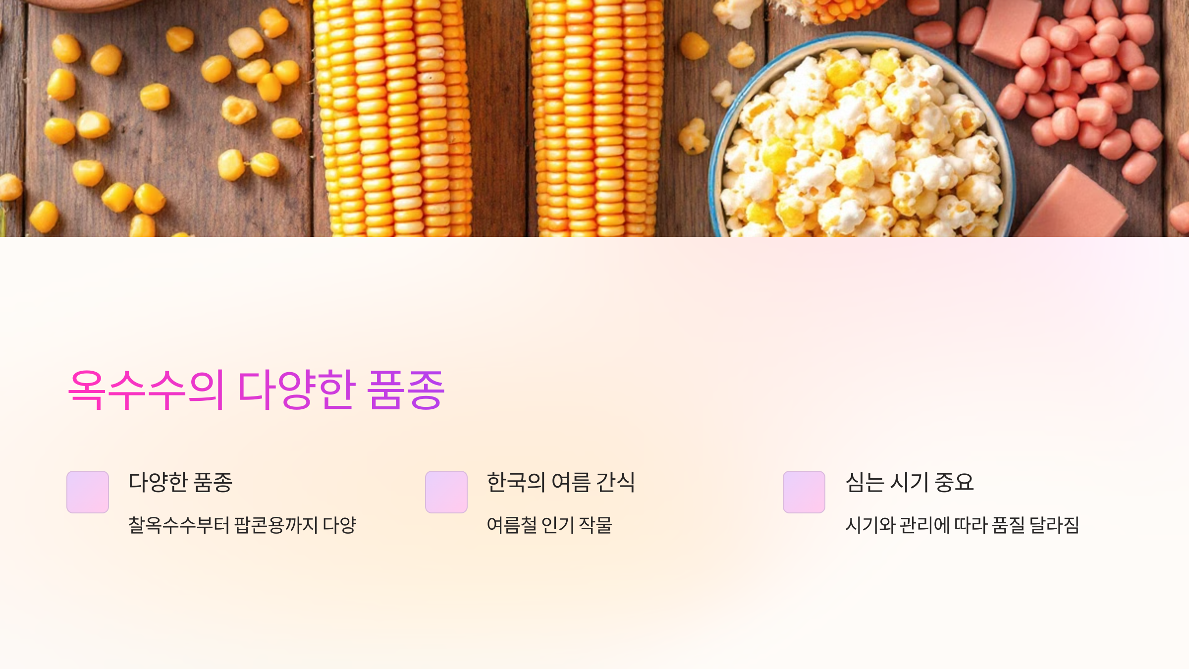 옥수수의 다양한 품종 사진