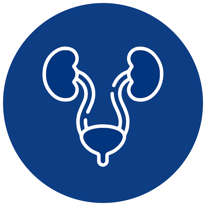 파라낵 배경에 신장과 방광