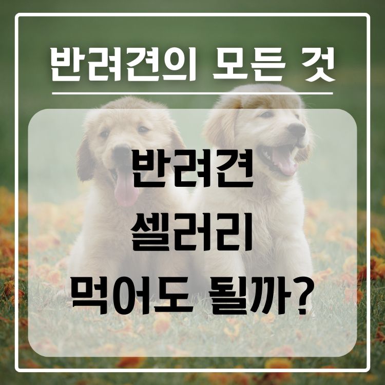 반려견 셀러리 급여 가능 여부, 적정량, 주의 사항