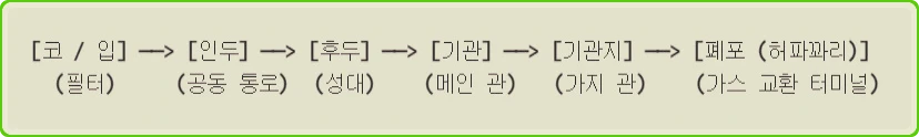 호흡계의 여정 @화면캡처