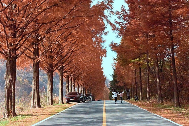 진안 부귀 메타세쿼이아 길