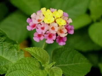 가을에 피는 꽃 란타나