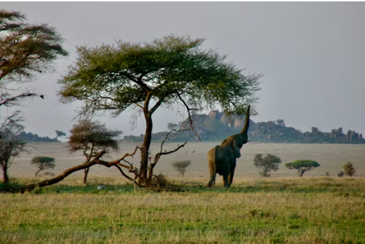 생명의 대이동이 시작되는 곳 세렝게티 국립공원