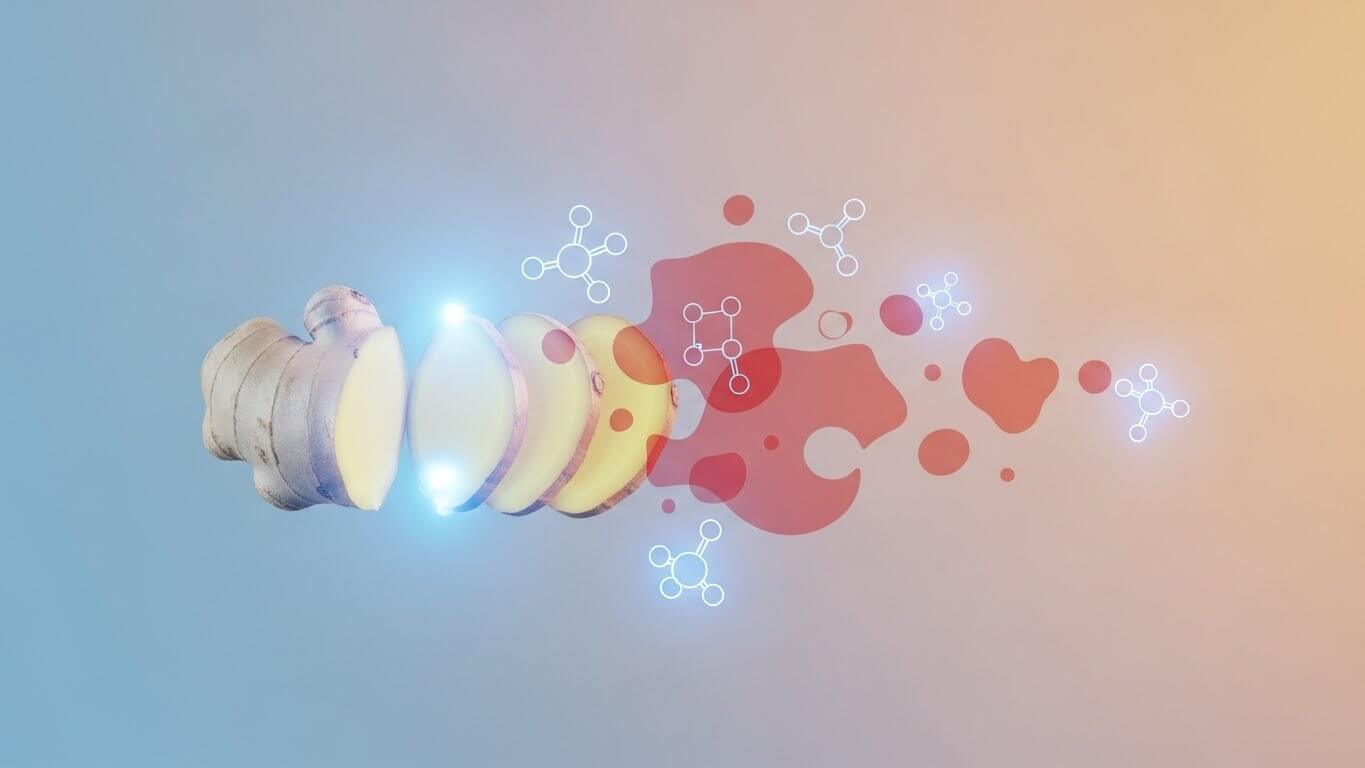 항염 작용의 핵심, 진저롤과 쇼가올