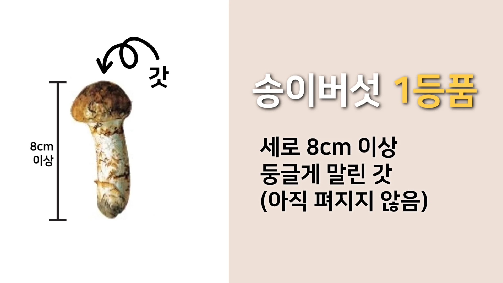 자연산-송이버섯-1등품