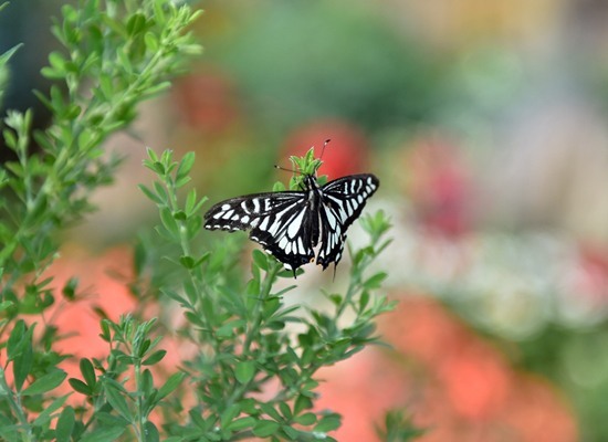 2025 함평나비축제