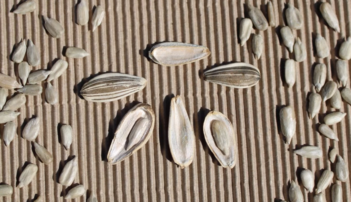 해바라기 씨 효능