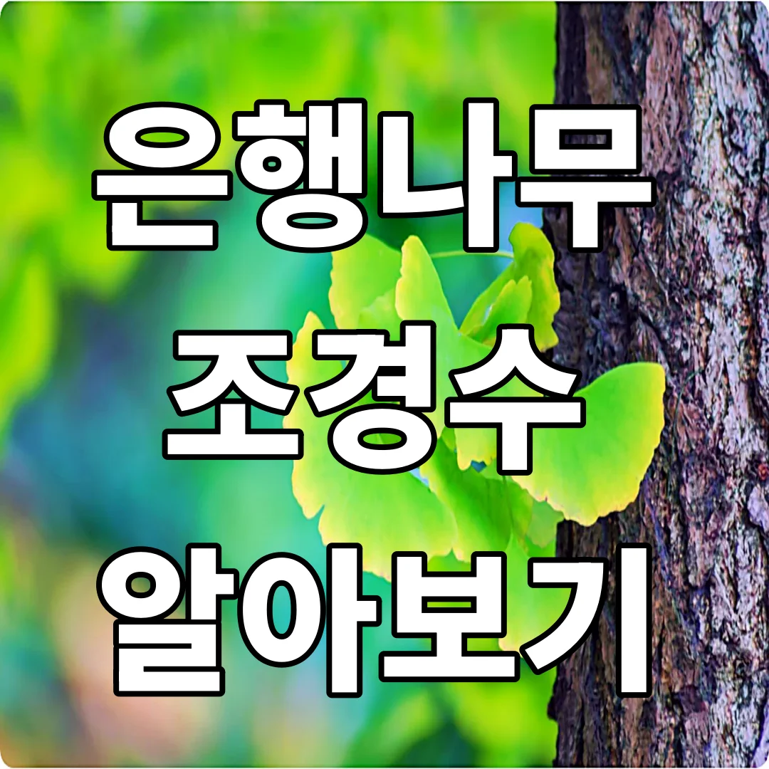 은행나무 대형목 판매 조경수 알아보기