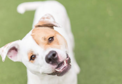 개가 고개를 갸우뚱거리다.