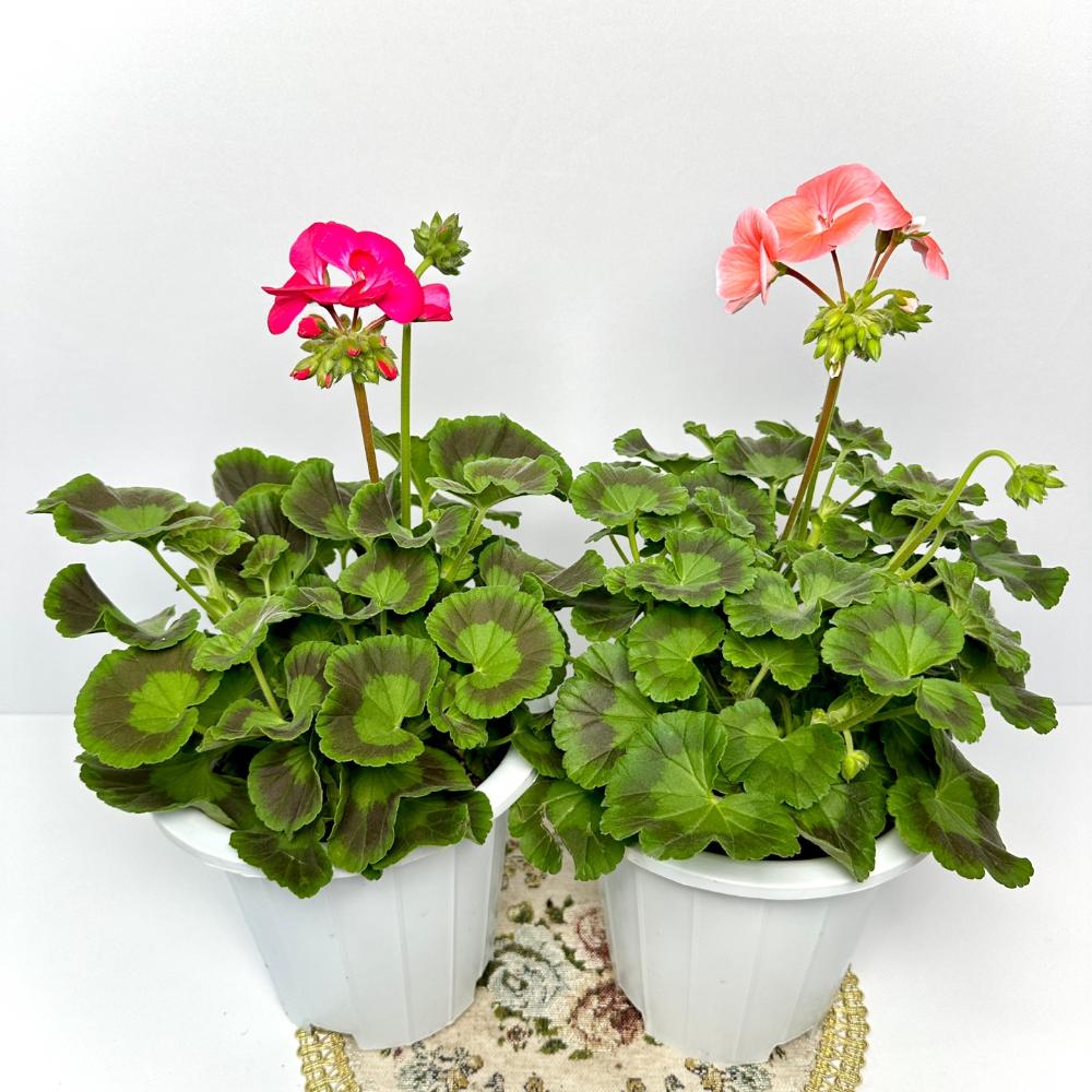 제라늄 키우는법, 종류, 삽목, 꽃말, 노란 잎 원인