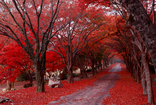 2024 내장산 단풍시기