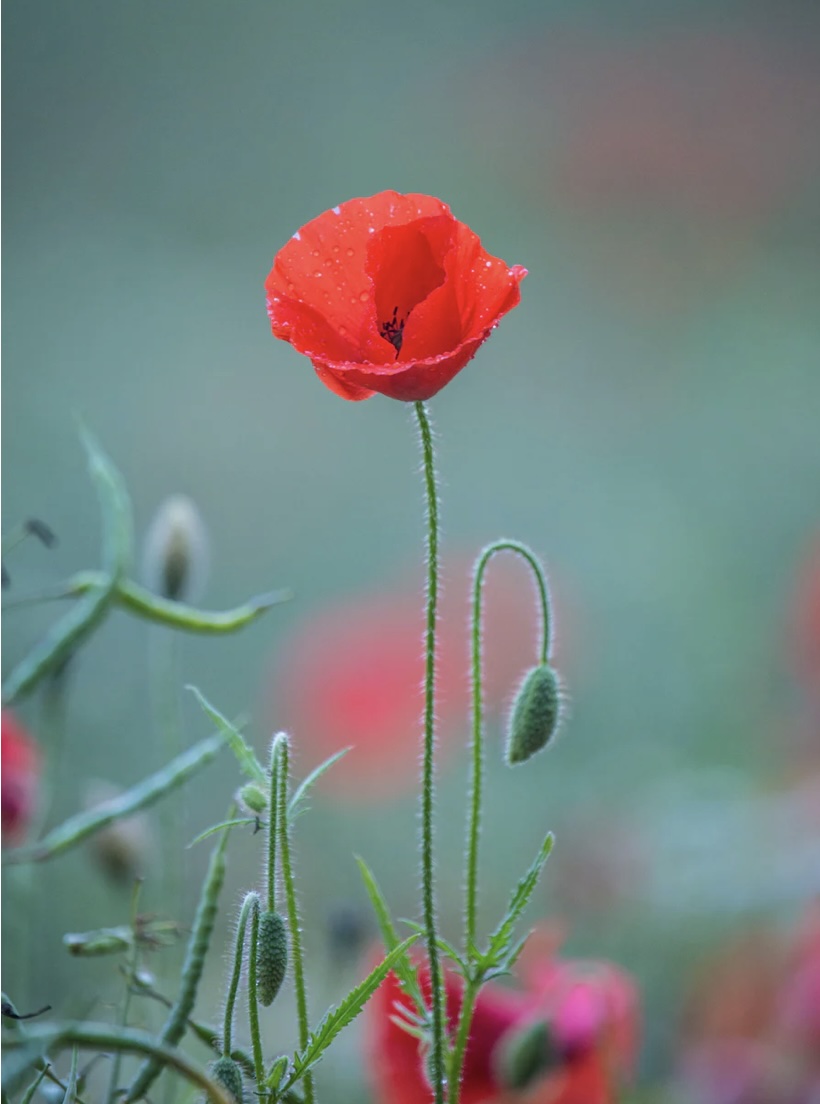 양귀비술 효능 및 효과 이것은 몰랐죠.