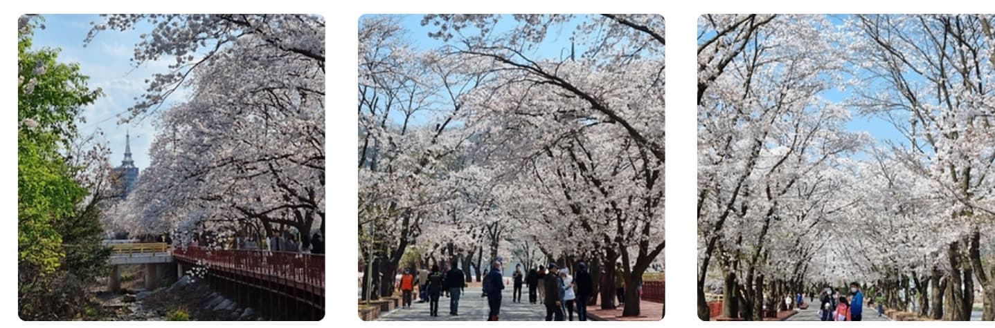 [지역 축제]가평 에덴벚꽃길 벚꽃축제❘축제 기간, 일정, 체험 행사, 먹거리, 포토존