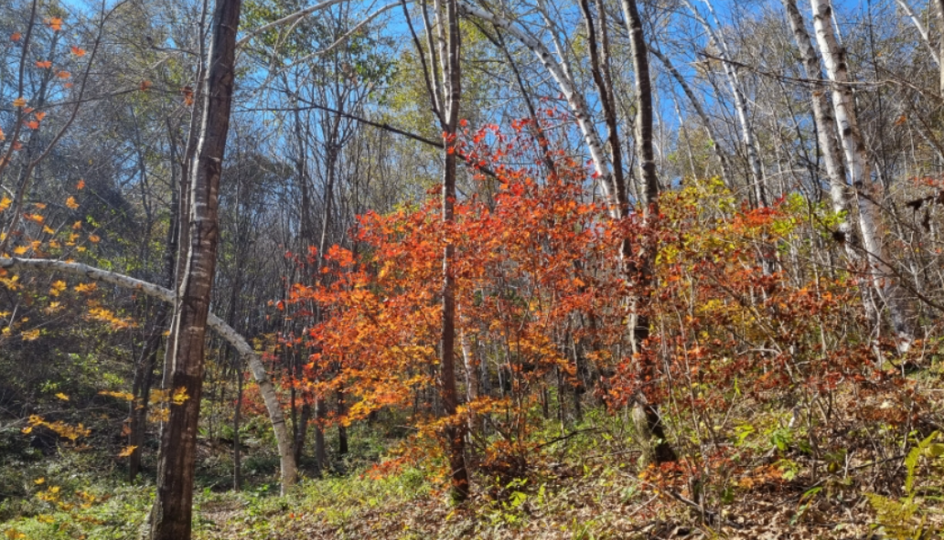 인제 원대리 자작나무 숲