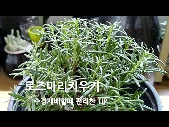 로즈마리 재배 삽목 번식 배수성 좋은 흙 관리_5
