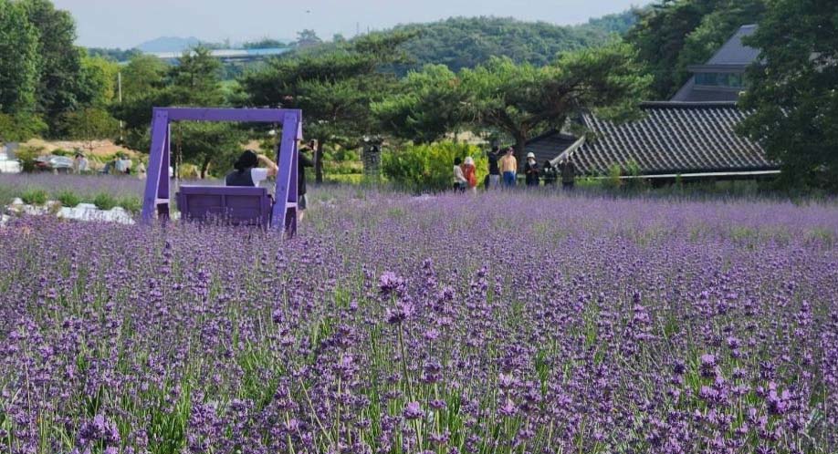 고창청농원 라벤더 축제