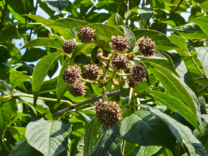 오갈피나무 꽃2