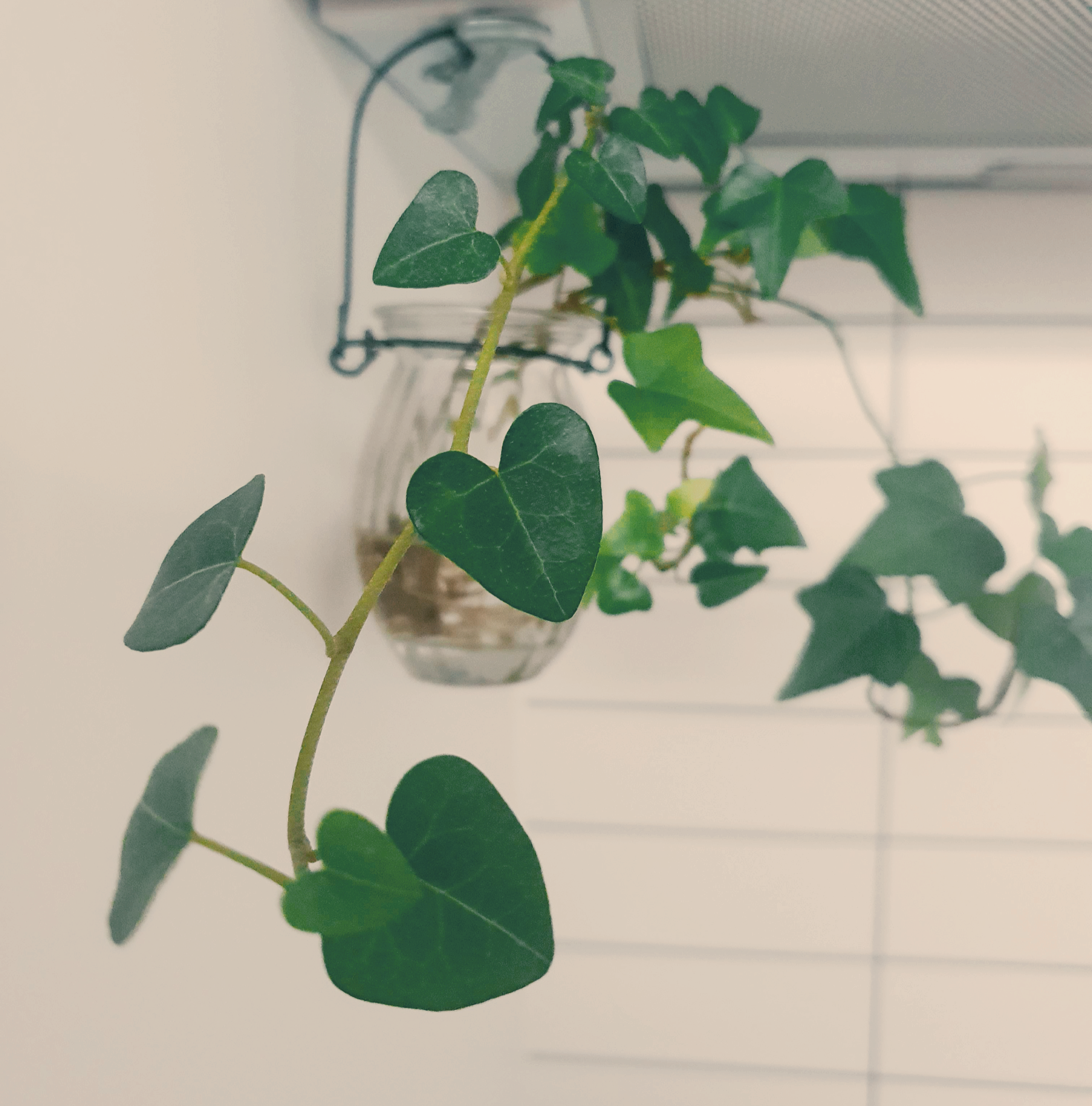 하트아이비 사진