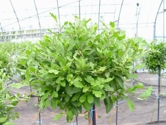 구기자 재배 삽목 번식 가지치기 건조 보관_8