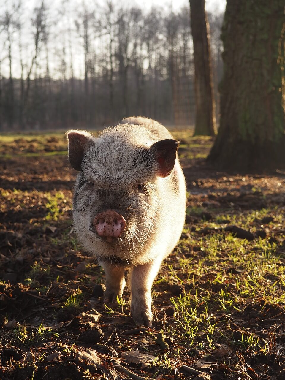 2025년8월돼지띠운세