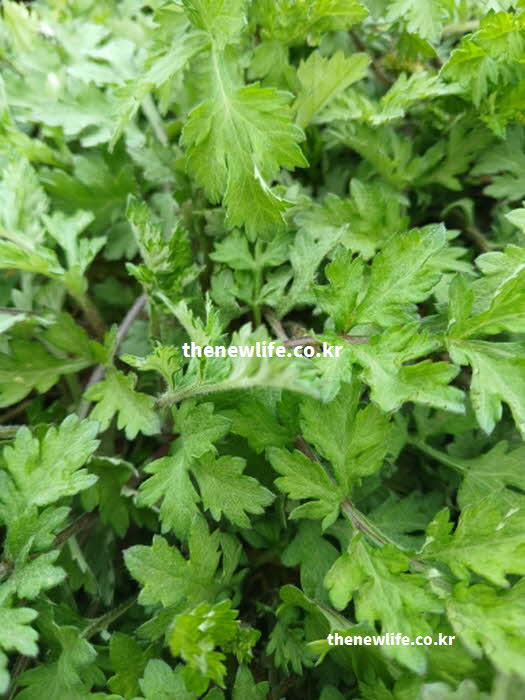 쑥 효능 소화 촉진 시네올