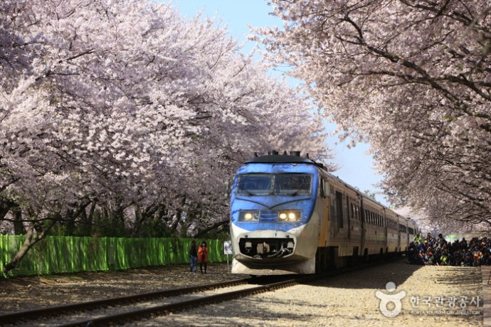 벚꽃 핀 경화역 모습
