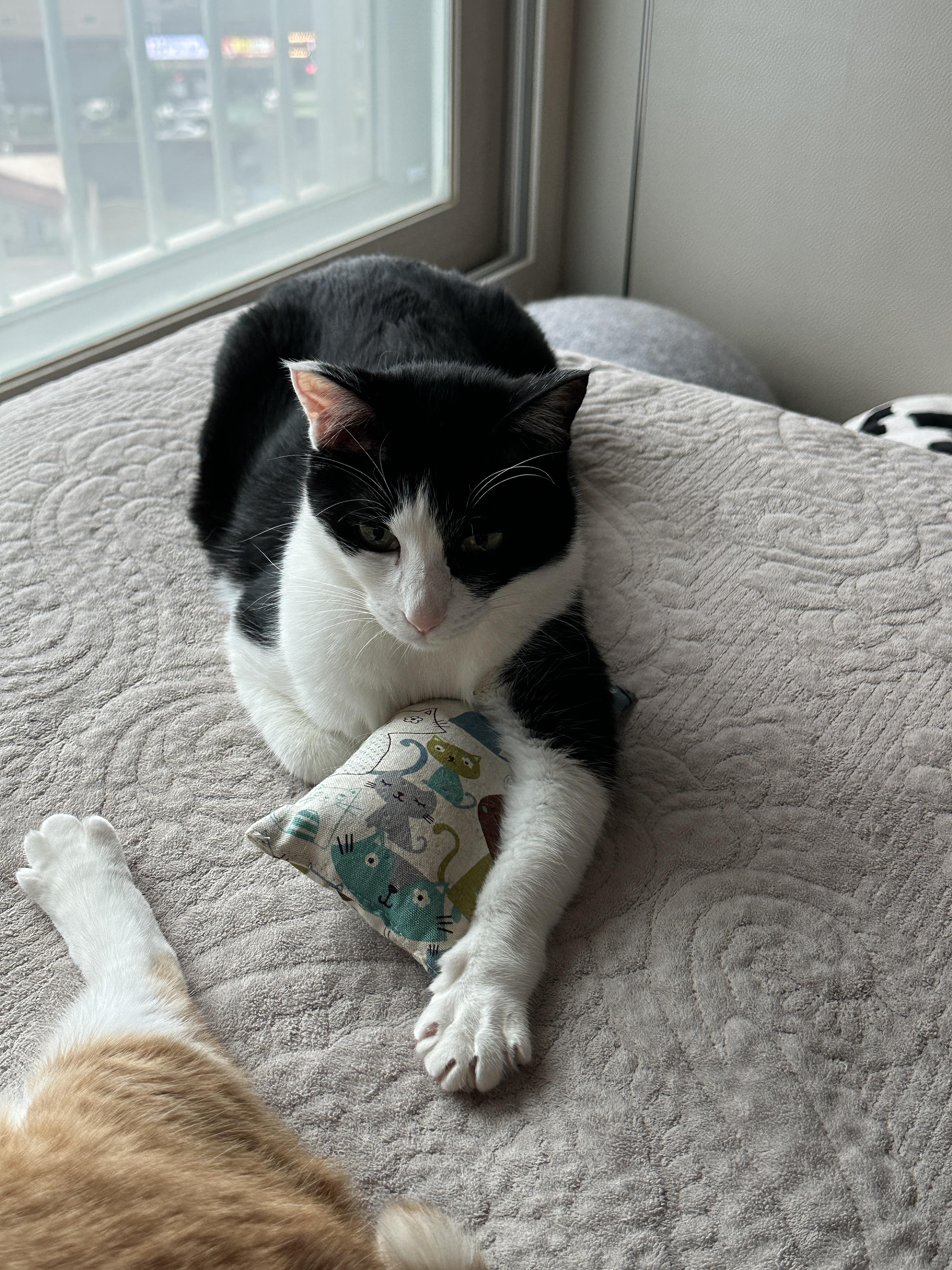 캣닢 좋아하는 두리의 캣닢쿠션 활용법 (feat. 시선강탈 호야 발꼬락)