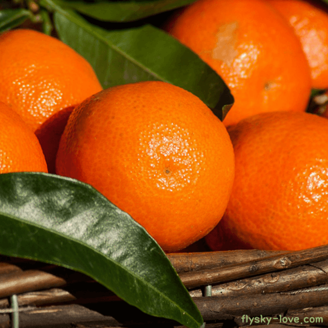 탄제린 (Tangerine), 탄제린 오일