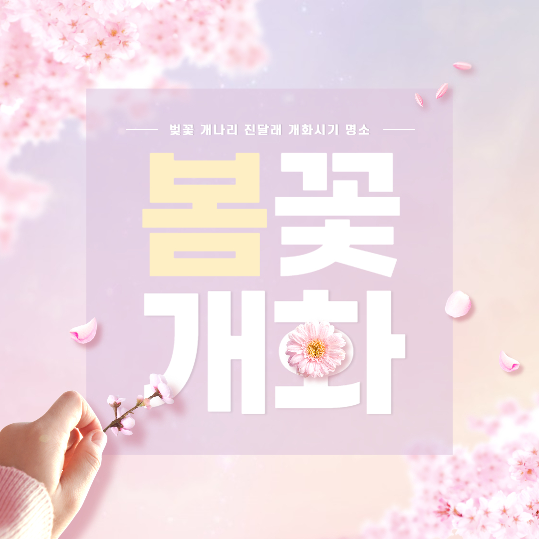 2025년 벚꽃 개화시기 명소 총정리(개나리 진달래 개화 시기)